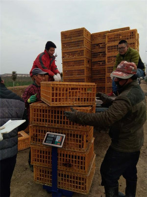 鹽城射陽臨海鎮(zhèn)八大家居委會(huì) 雞窩里飛出“金鳳凰”，畜牧漁業(yè)飼料銷售成富民新引擎